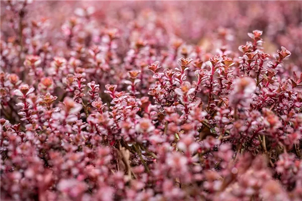 Garten-Teppich-Fettblatt