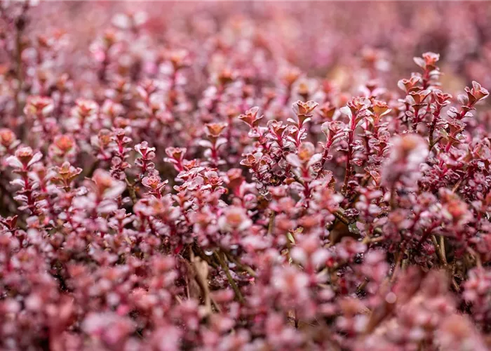 Sedum spurium 'Purpurteppich'