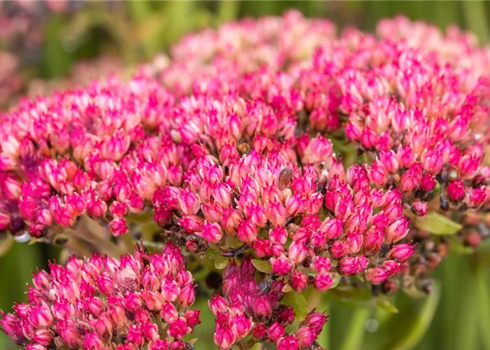Sedum telephium 'Herbstfreude'