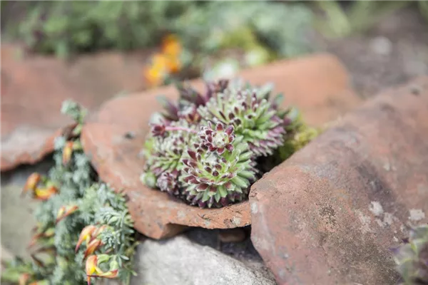 Spinnenwebige Steinrose 'Silberkarneol'