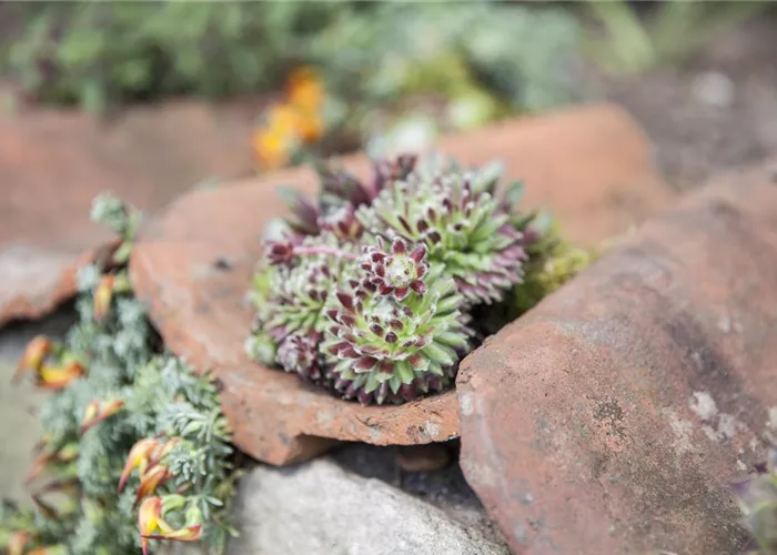 Sempervivum arachn.'Silberkarneol'