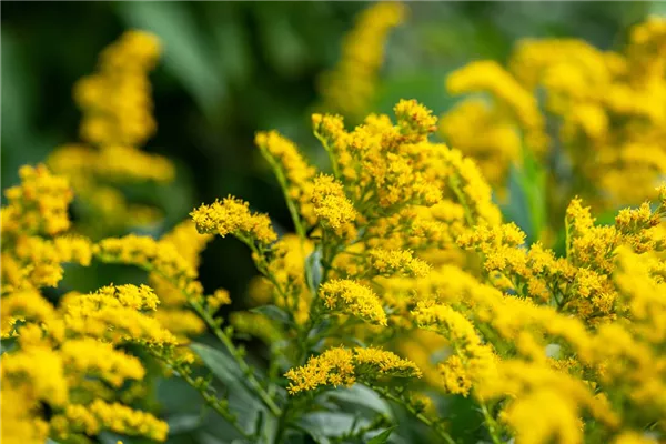Garten-Goldrute 'Strahlenkrone'