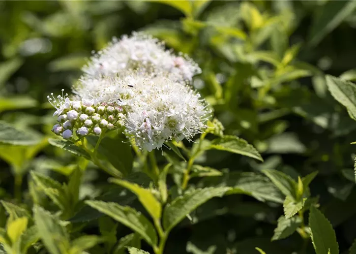 Spiraea japonica 'Albiflora'