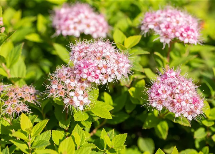 Spiraea japonica 'Little Princess'
