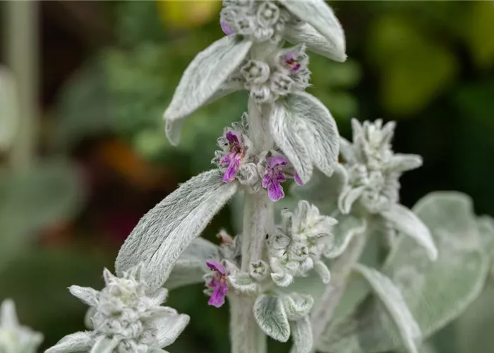 Stachys byzantina