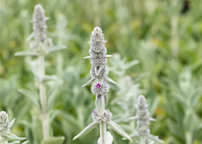 Stachys byzantina 'Silky Fleece'