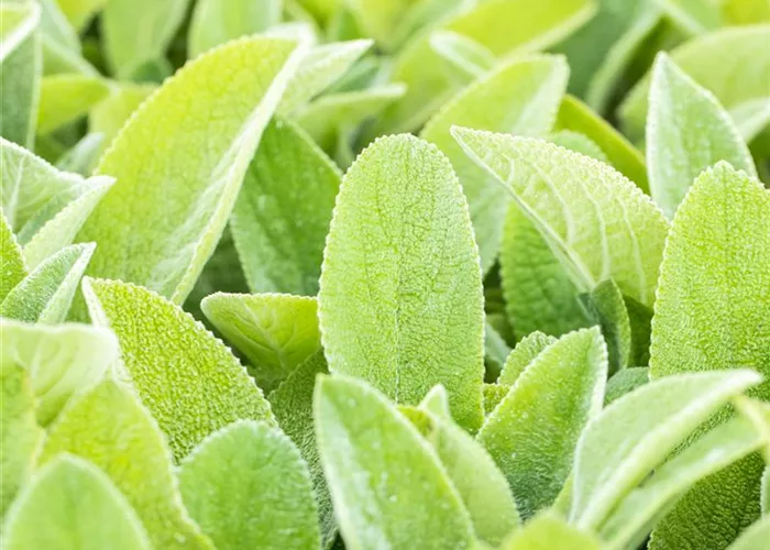 Stachys byzantina 'Big Ears' (Helene v. Stein)