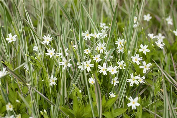 Großblütige Sternmiere