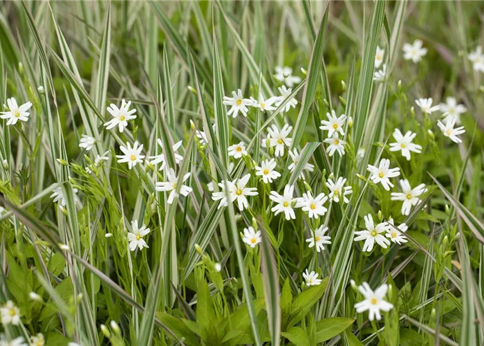 Stellaria holostea