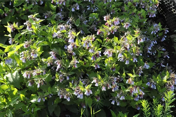 Garten-Beinwell 'Hidcote Blue'