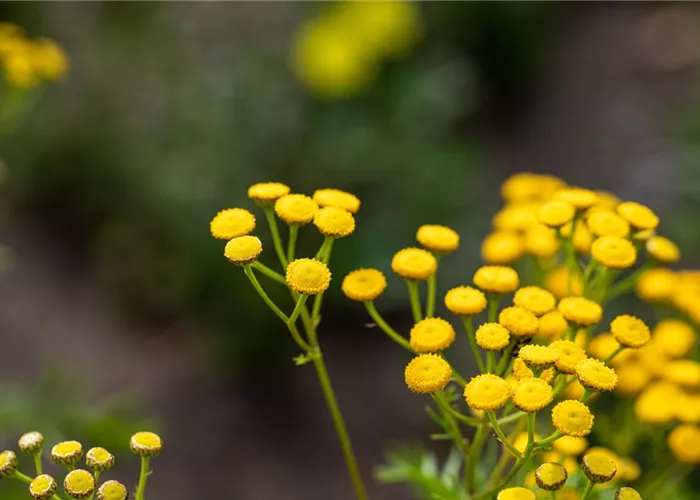 Tanacetum vulgare