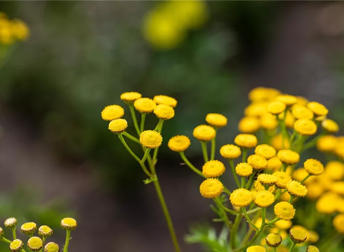 Gewöhnlicher Rainfarn