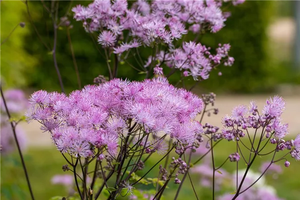 Akeleiblättrige Wiesenraute 'Black Stockings'
