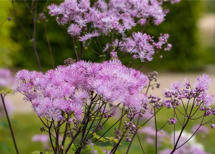 Thalictrum aquilegifolium 'Black Stockings'