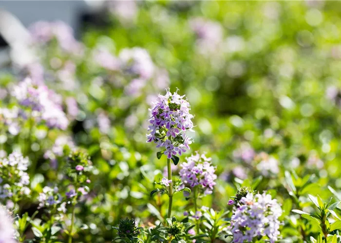 Thymus longicaulis 'Odoratus'