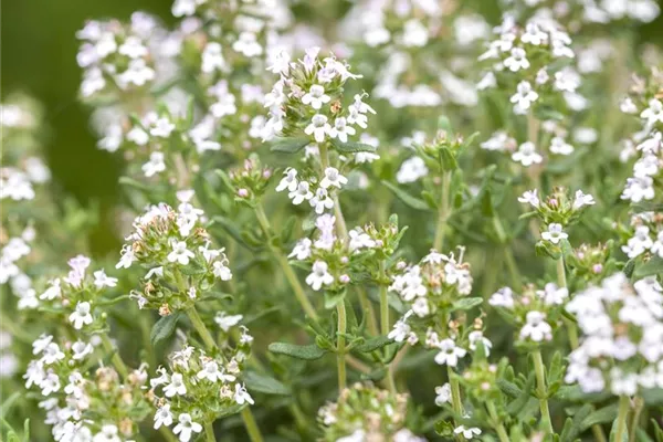 Frühblühender Thymian 'Albiflorus'