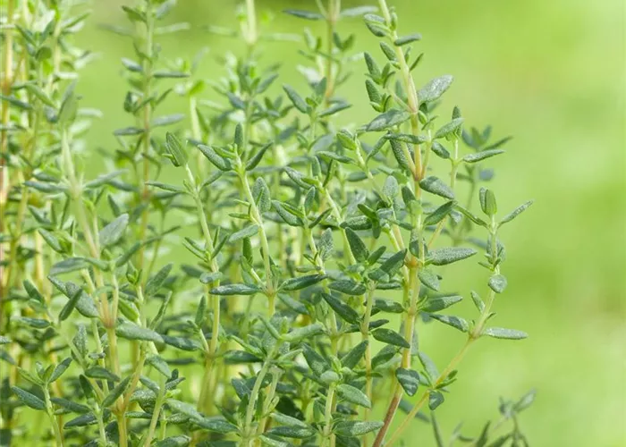 Thymus vulgaris 'Deutscher Winter'