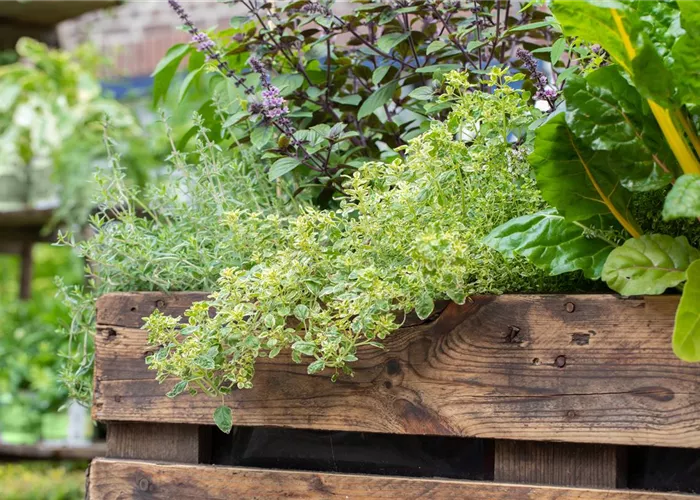 Thymus x citriodorus 'Golden King'