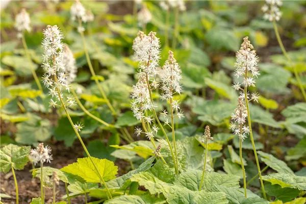 Herzblättrige Schaumblüte