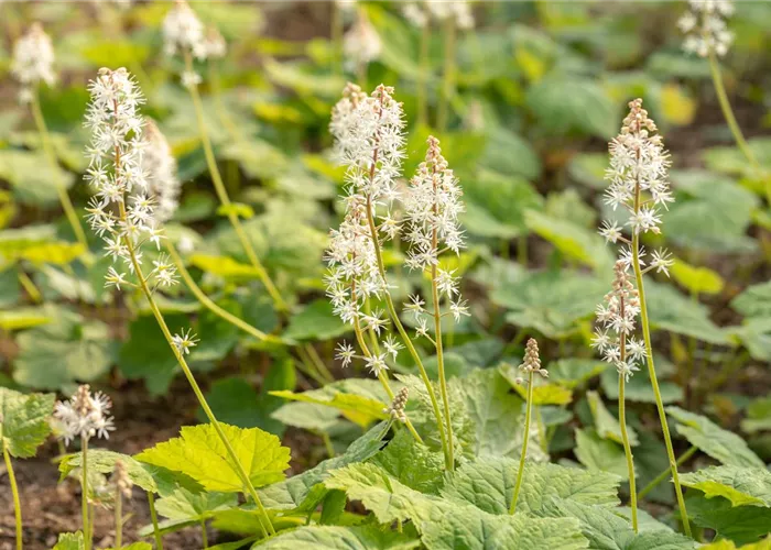 Tiarella cordifolia