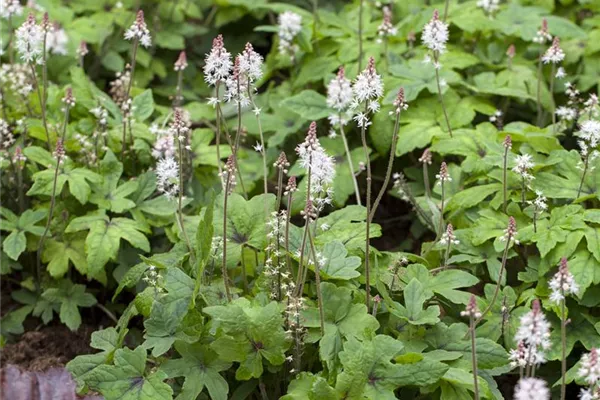 Herzblättrige Garten-Schaumblüte 'Moorgrün'
