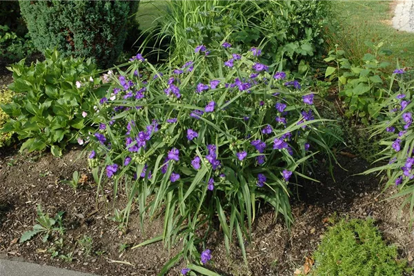 Garten-Dreimasterblume 'Blue Stone'