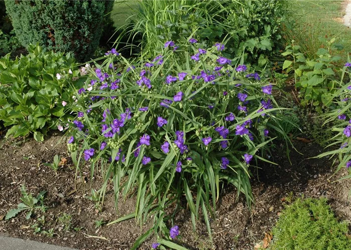 Tradescantia x anders.'Blue Stone'