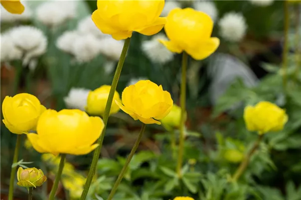 Garten-Trollblume 'Lemon Queen'