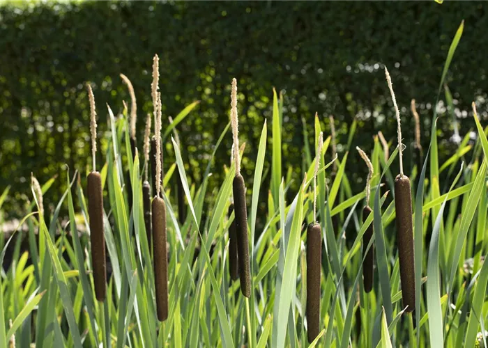 Typha angustifolia