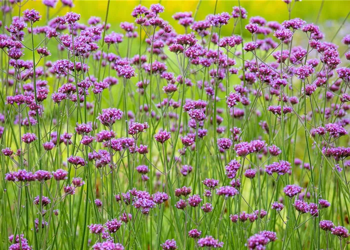 Verbena bonariensis