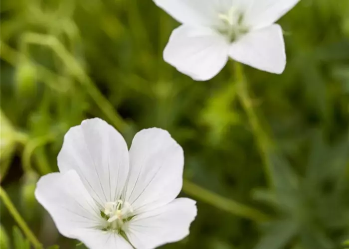 Geranium sanguineum 'Album'
