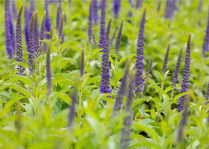 Veronica longifolia 'Blauriesin'
