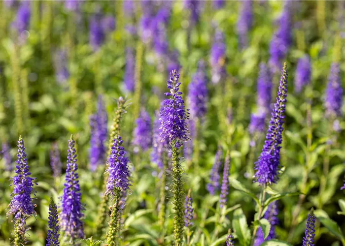 Veronica longifolia 'Blauriesin'