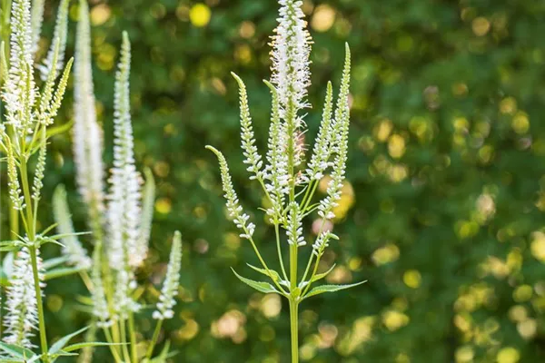 Langblättriger Garten-Ehrenpreis 'Schneeriesin'