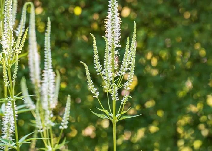 Veronica longifolia 'Schneeriesin'