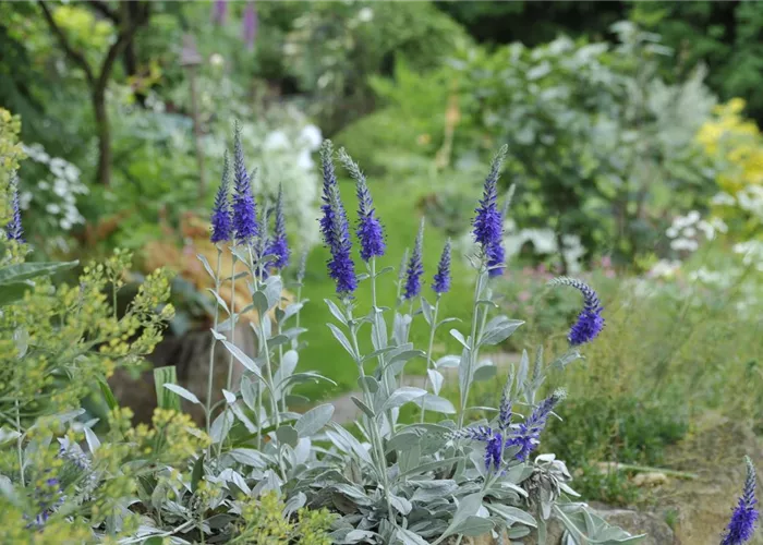 Veronica spicata ssp. incana 'Silberteppich'