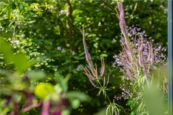 Garten-Kandelaberehrenpreis 'Pink Glow'