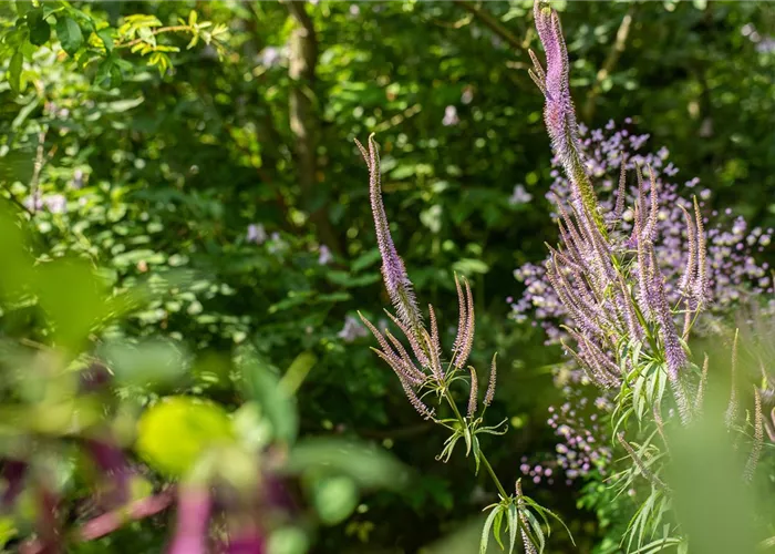 Veronicastrum virginicum 'Pink Glow'