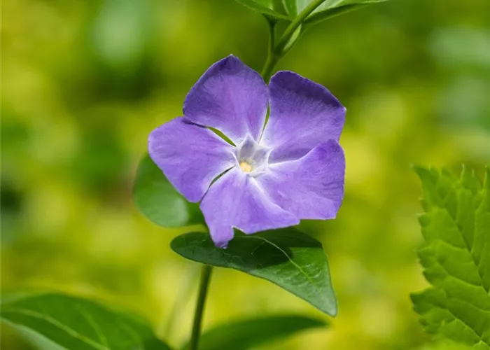 Vinca major #