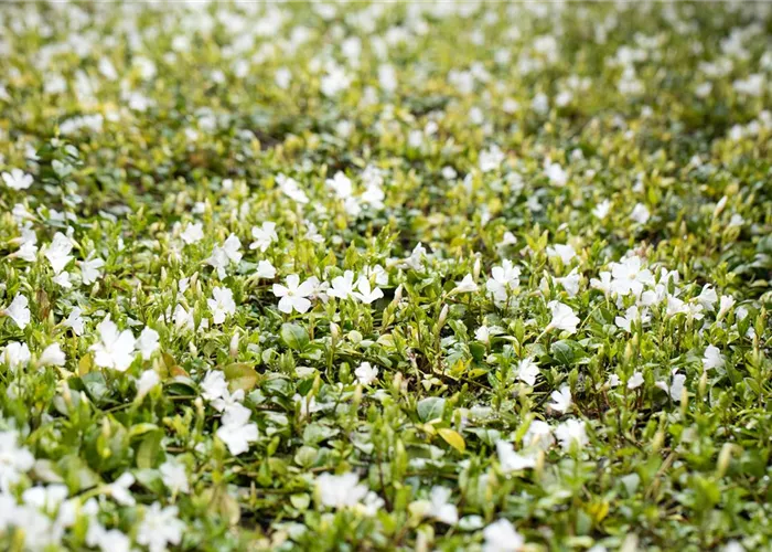 Vinca minor 'Alba' #