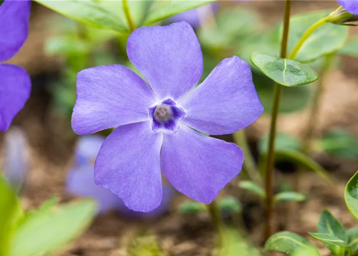 Vinca minor 'Bowles'