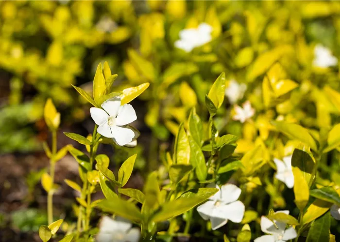Vinca minor 'Gertrude Jekyll' #