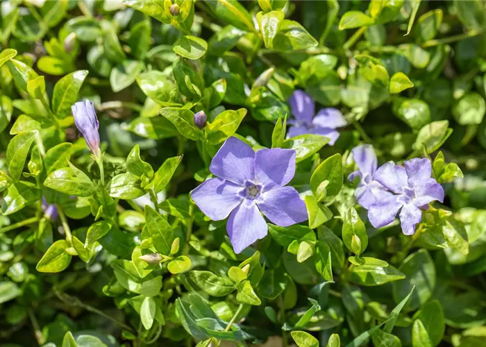 Vinca minor 'Marie' -R- #