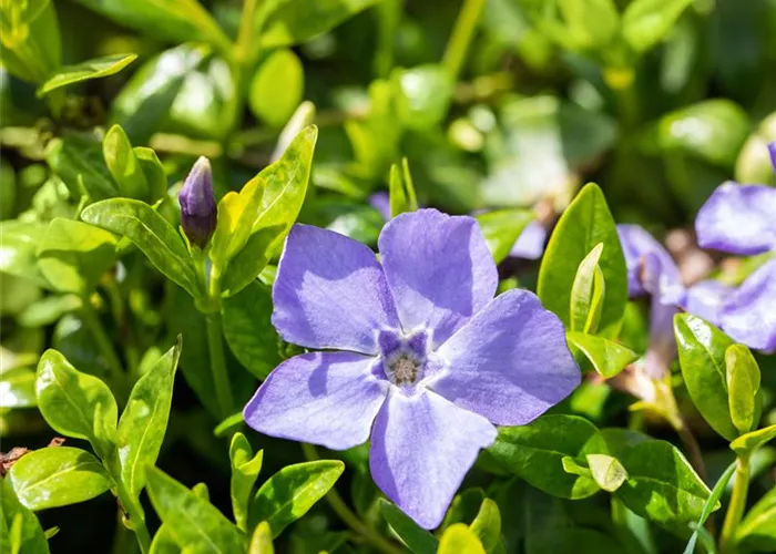 Vinca minor 'Marie' -R- #