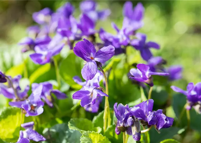 Viola odorata 'Königin Charlotte'