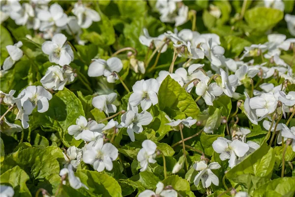 Weißes Pfingst-Veilchen 'Albiflora'