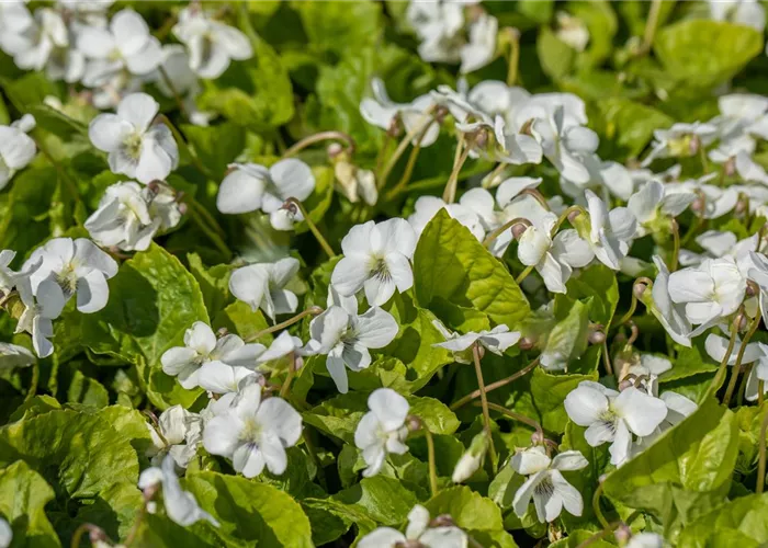 Viola sororia 'Albiflora'