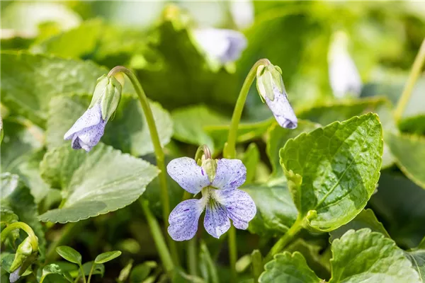 Garten-Pfingst-Veilchen 'Freckles'