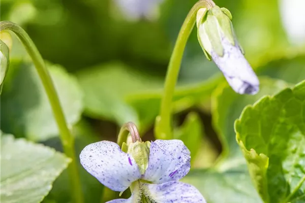 Garten-Pfingst-Veilchen 'Freckles'