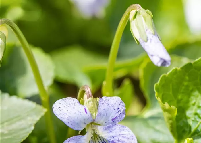 Viola sororia 'Blue Diamond'